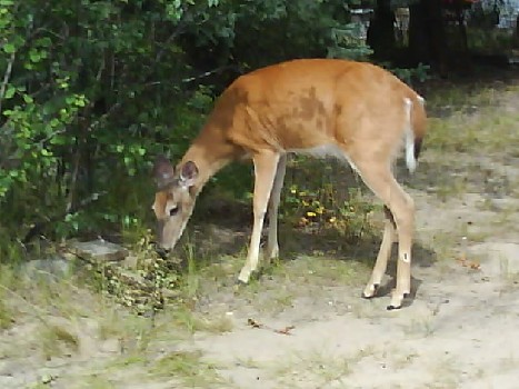 Saskatchewan 048 Meadow Lake Prov Park Deer.jpg